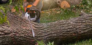 Reliable Four Corners, MT Tree Care Services Solutions