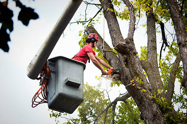 Best Tree Risk Assessment  in Four Corners, MT